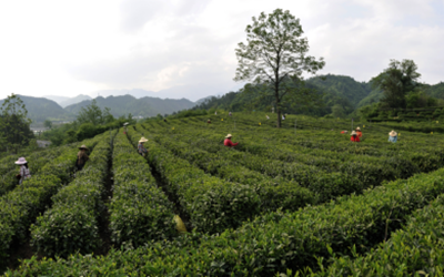 6165cc金沙总站(China)检测有限公司-BinG百科